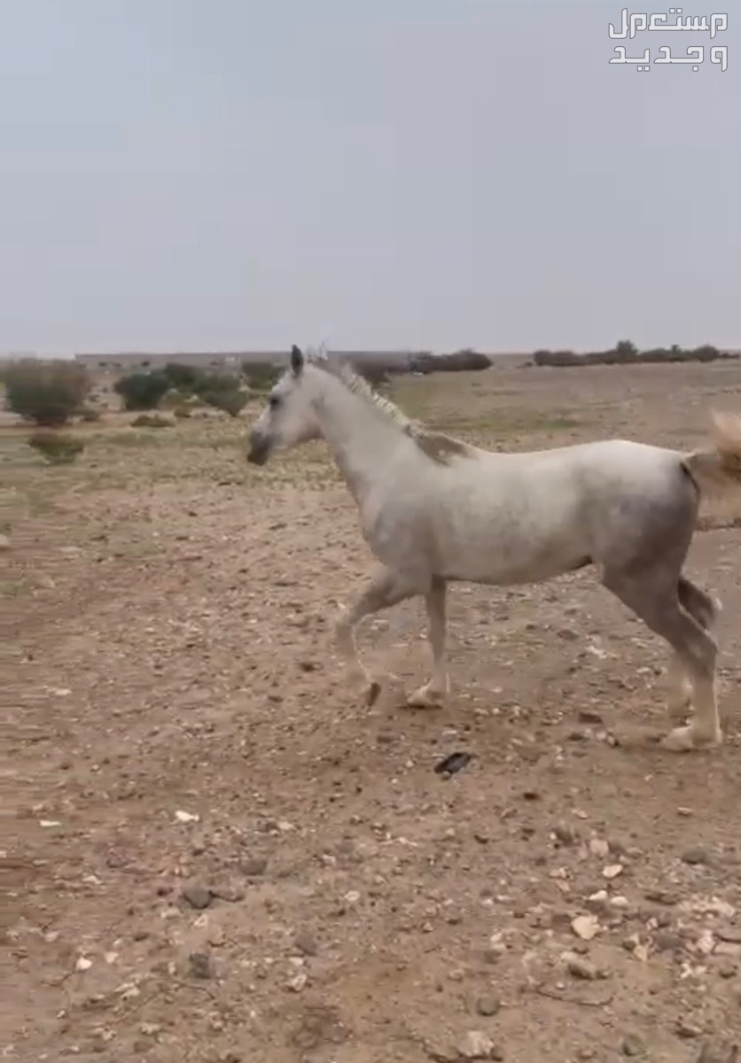تربة بسعر 6آلاف ريال سعودي