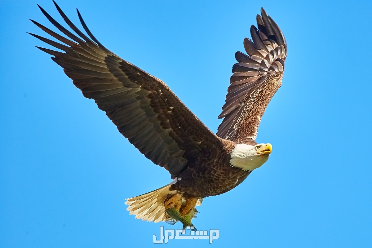 تفسير حلم الصقر يطير في المنام ودلالاته تفسير حلم الصقر يطير