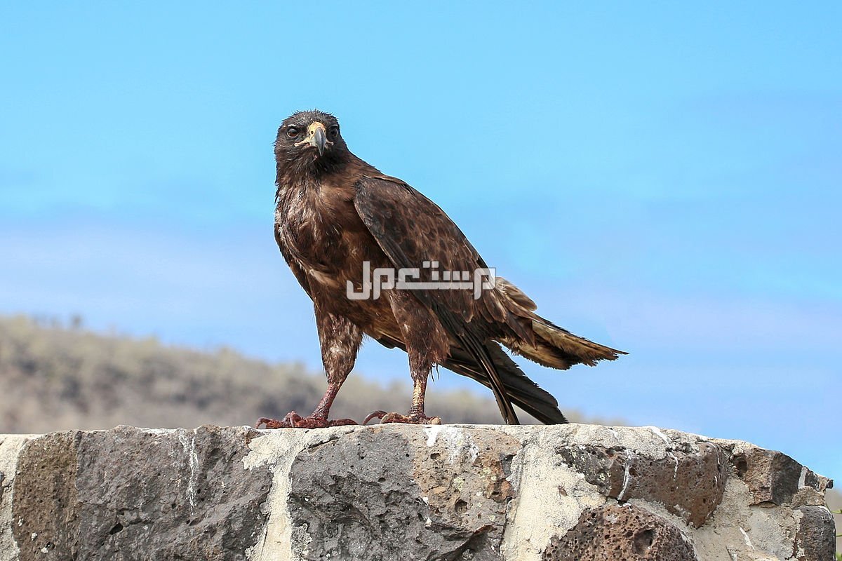 تفسير حلم الصقر يطير في المنام ودلالاته تفسير حلم الصقر يطير في المنام للنابلسي