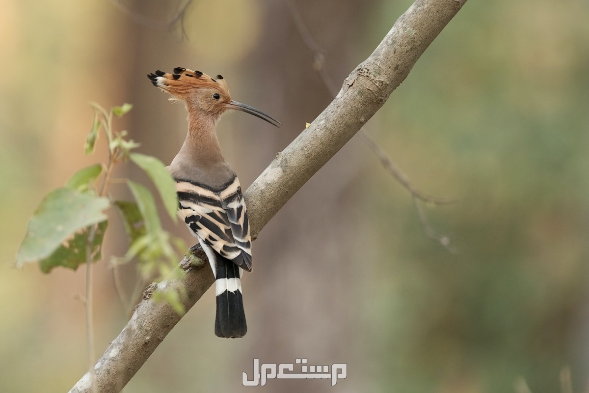 تفسير حلم الهدهد في المنام هل خير أو شر؟ تفسير حلم الهدهد في المنام للشيخ النابلسي