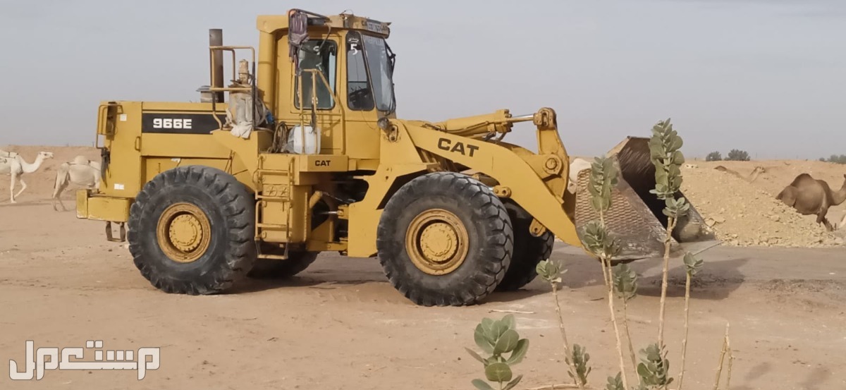 الرياض