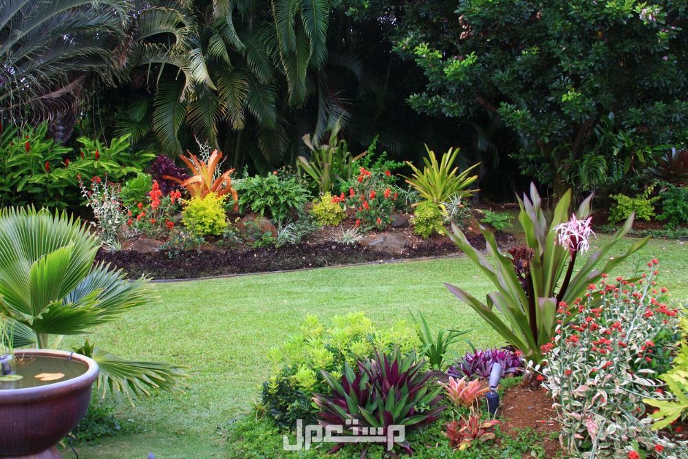 افضل نبات لحديقة المنزل افضل نبات للحديقة