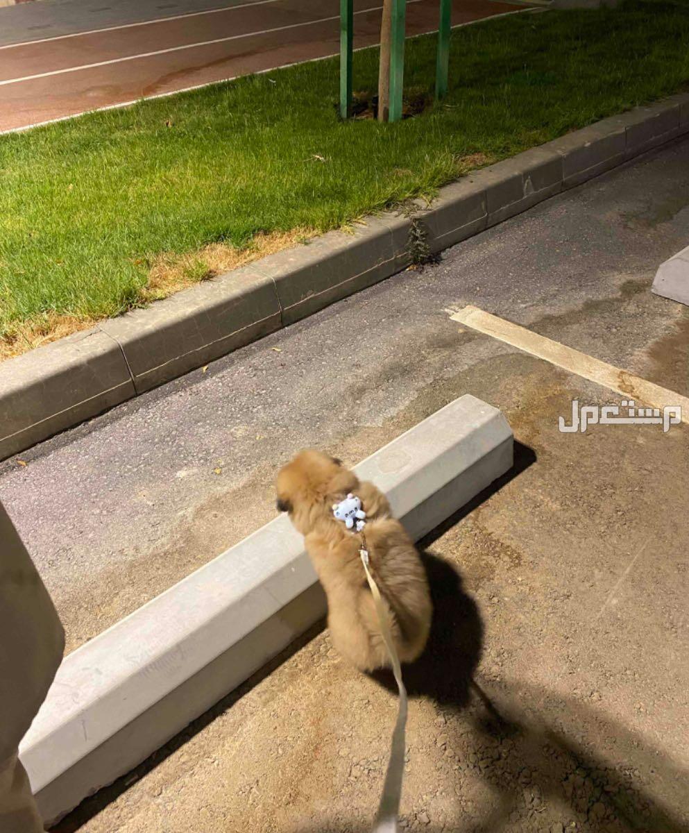 كلب pomeranian للبيع