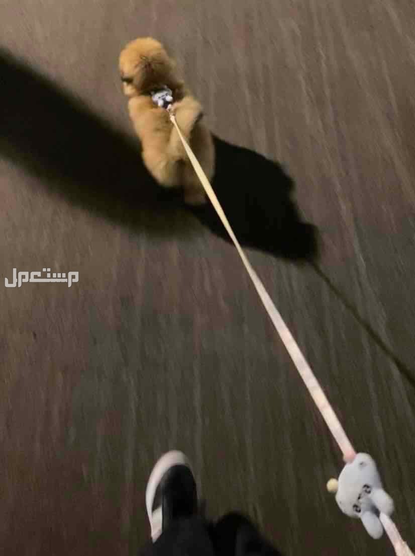 كلب pomeranian للبيع