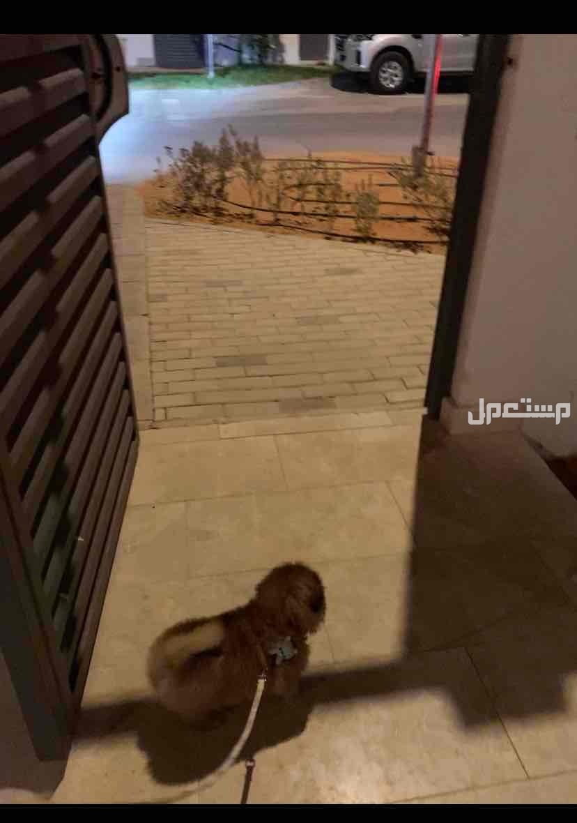 كلب pomeranian للبيع