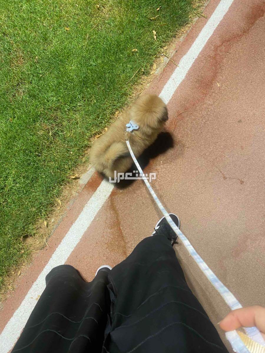 كلب pomeranian للبيع