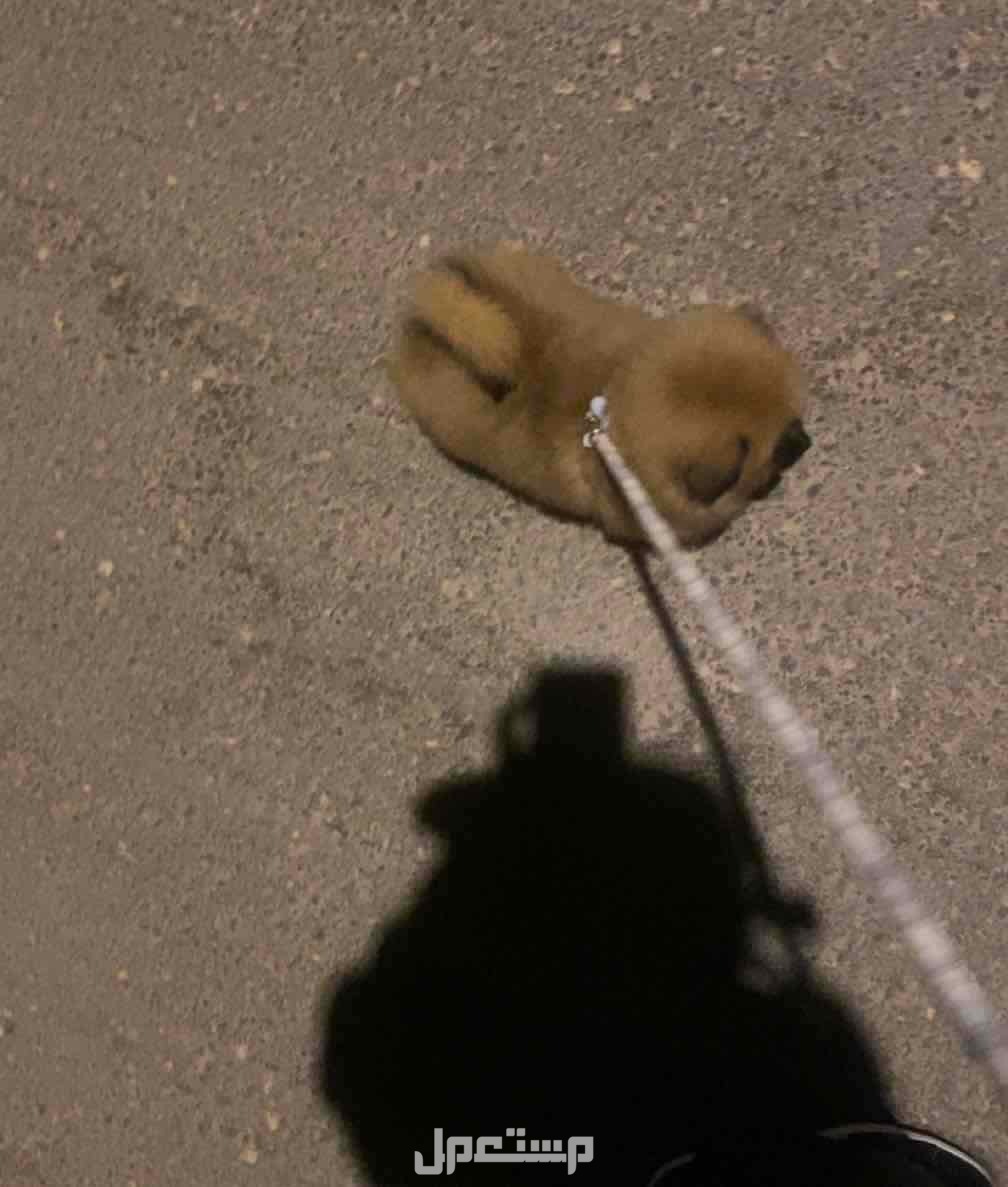 كلب pomeranian للبيع