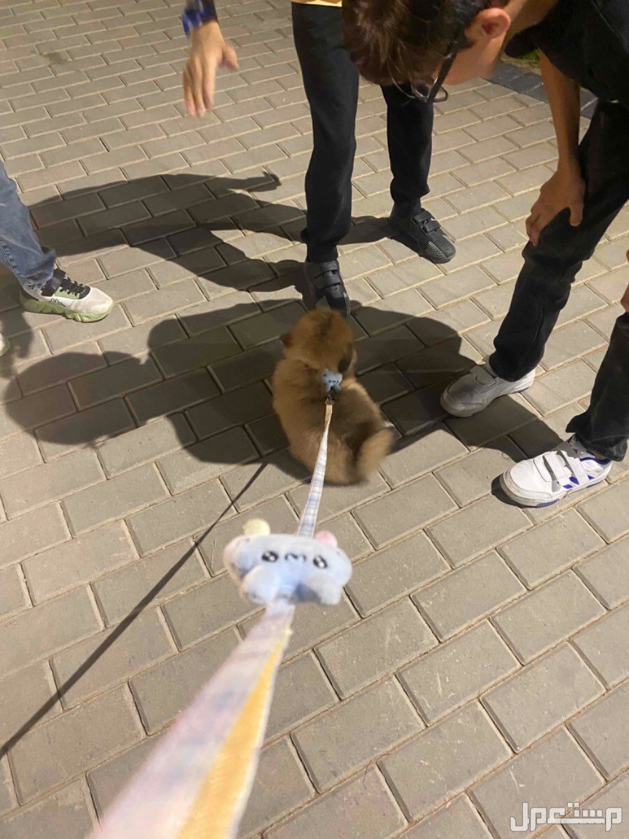 كلب pomeranian للبيع