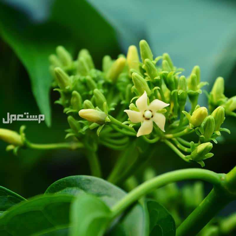 كل ما تريد معرفته عن عشبة الجيمنيما زهرة الجيمنيما