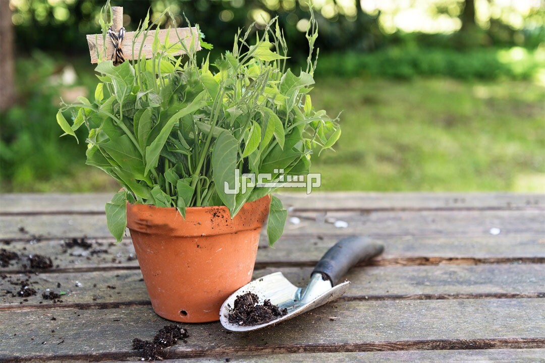 كل ما تريد معرفته عن عشبة الجيمنيما نبات الجيمنيما