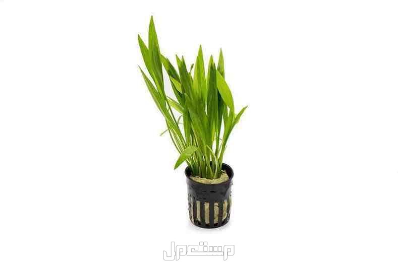 نبات نهري احواض سمك