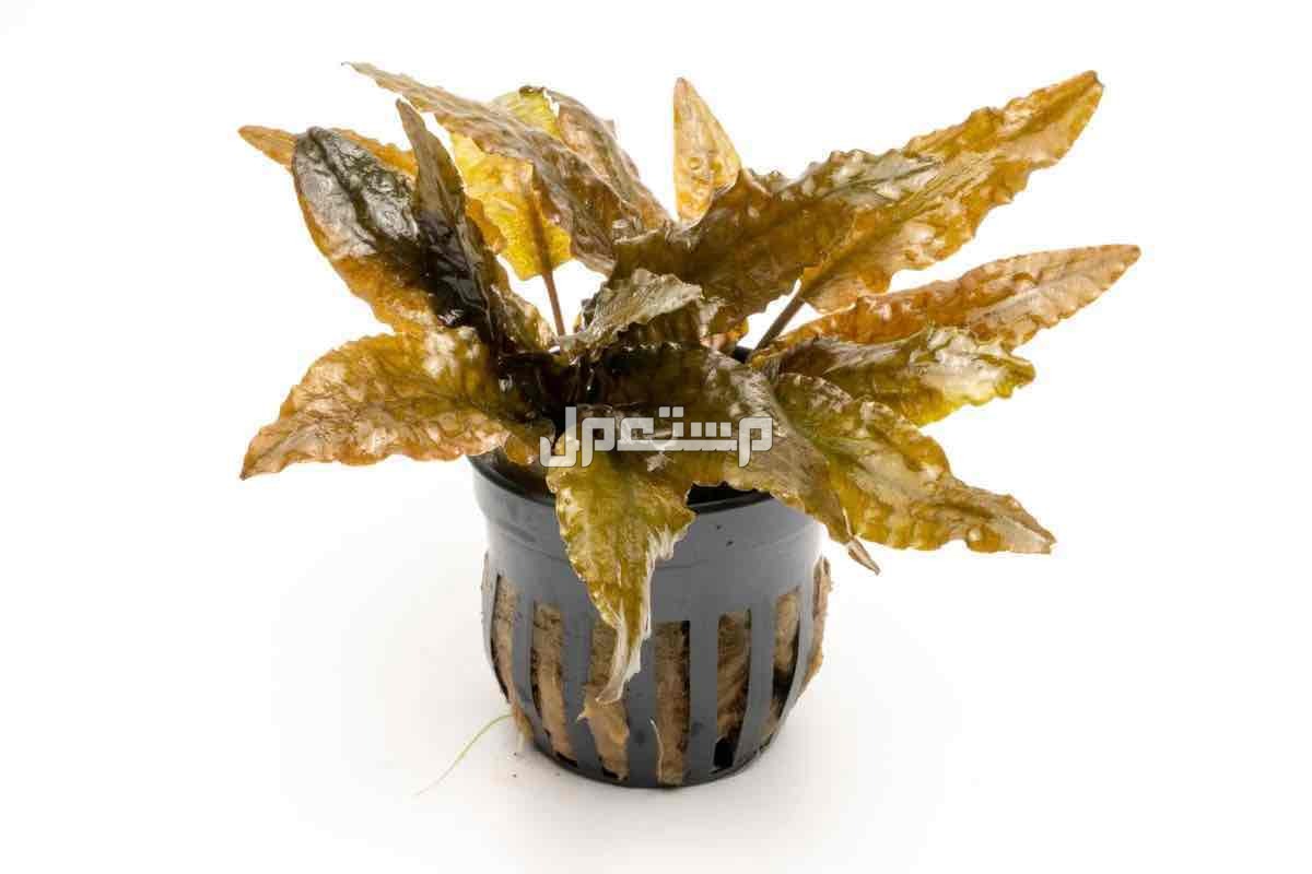 نبات نهري احواض سمك