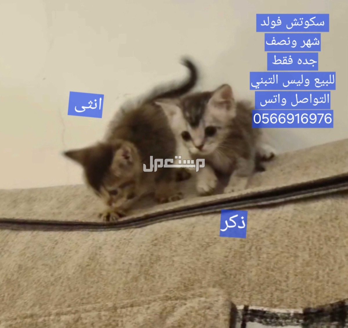 سكوتش فولد سيلفر 45 يوم