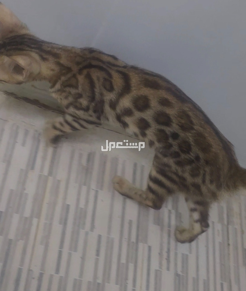قطط بنقل