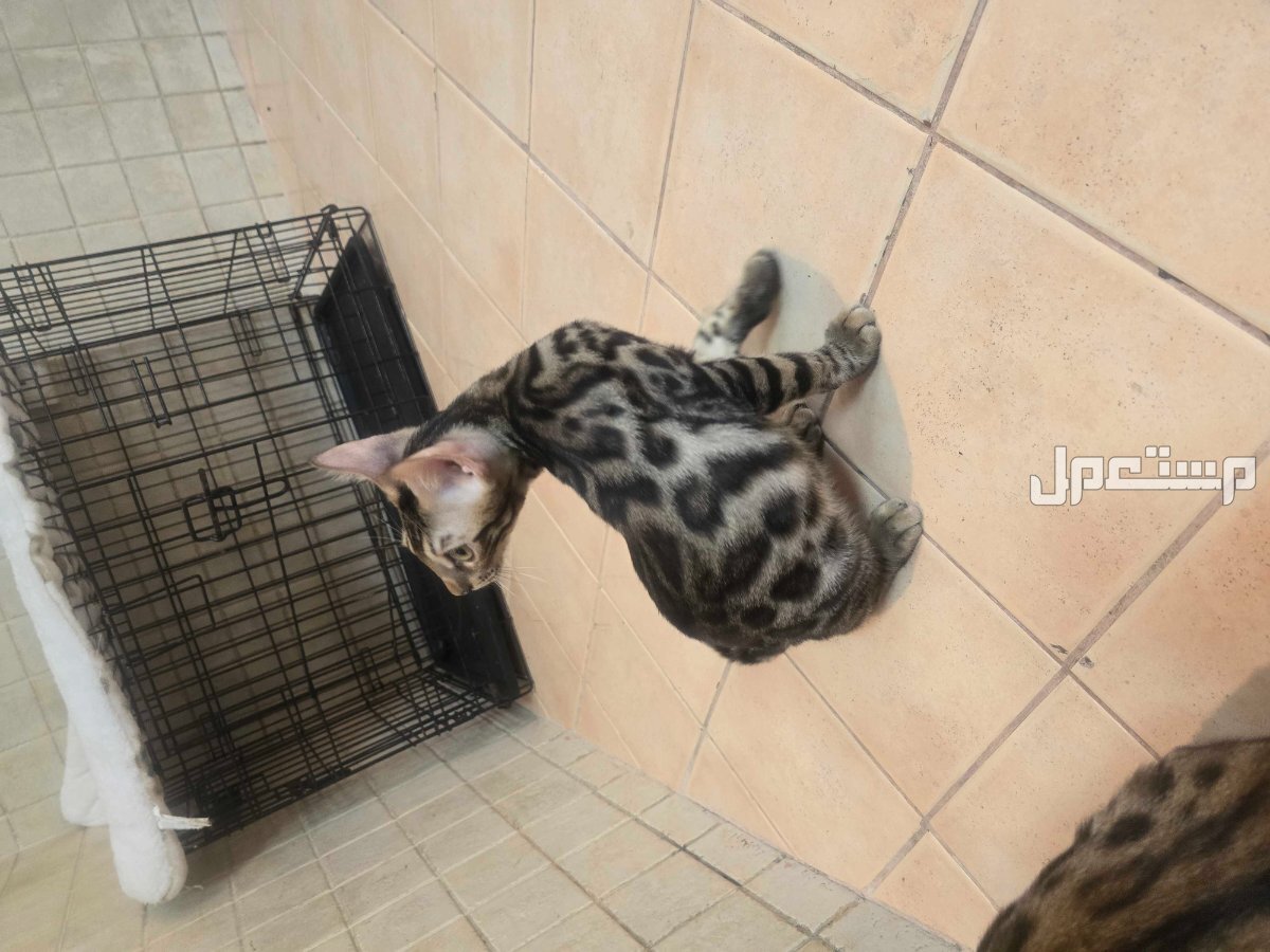 قطط بنقل