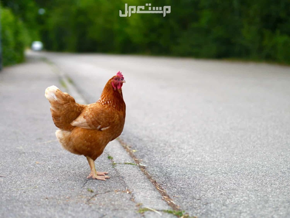 تفسير حلم الدجاج في المنام تفسير حلم الدجاج للمتزوجة