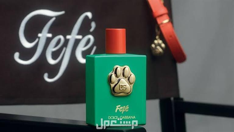عطر فيفي للكلاب من دولتشي أند غابانا ابتكار جديد يثير الجدل زجاجة عطر فيفي للكلاب