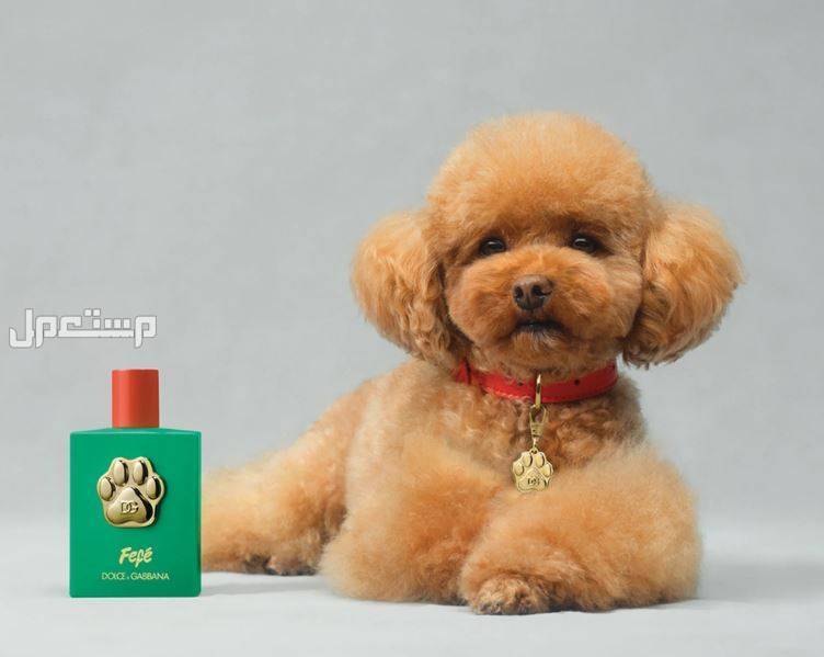 عطر فيفي للكلاب من دولتشي أند غابانا ابتكار جديد يثير الجدل عطر فيفي للكلاب