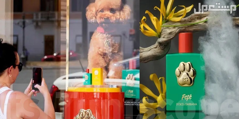 عطر فيفي للكلاب من دولتشي أند غابانا ابتكار جديد يثير الجدل عطر للكلاب