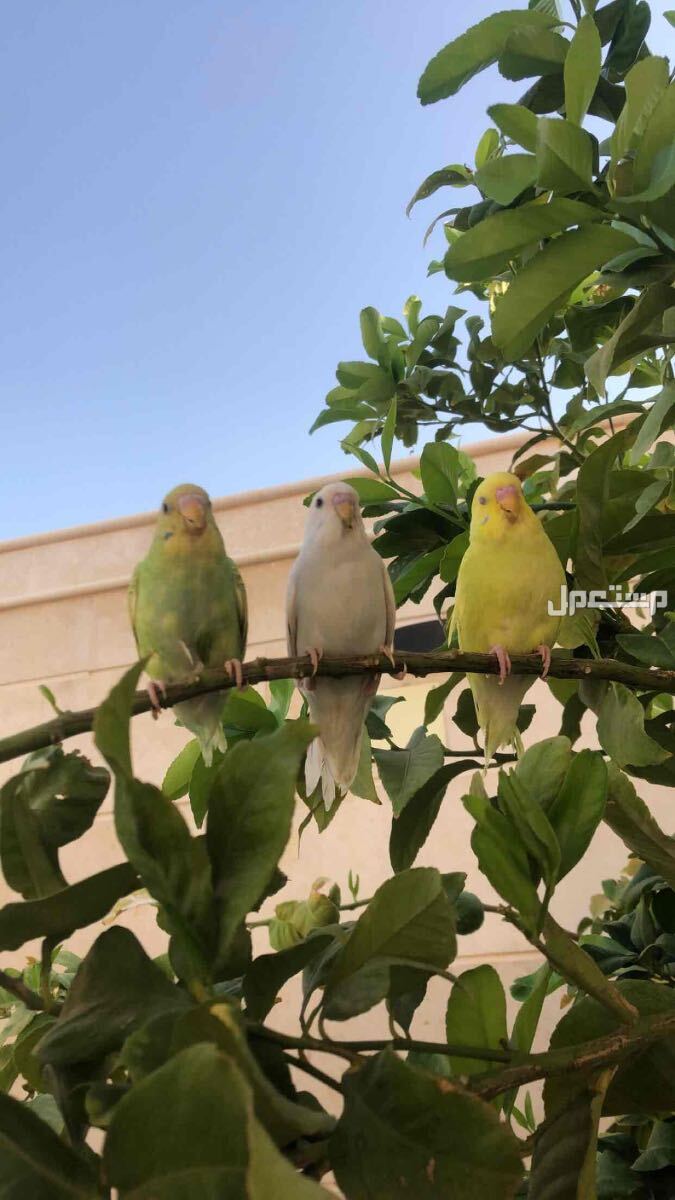 طيور بادجي اليفه