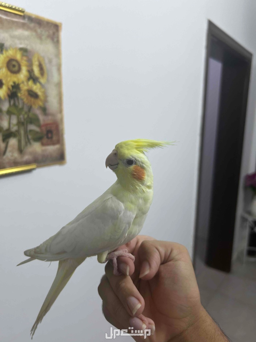 كروان لاتينو