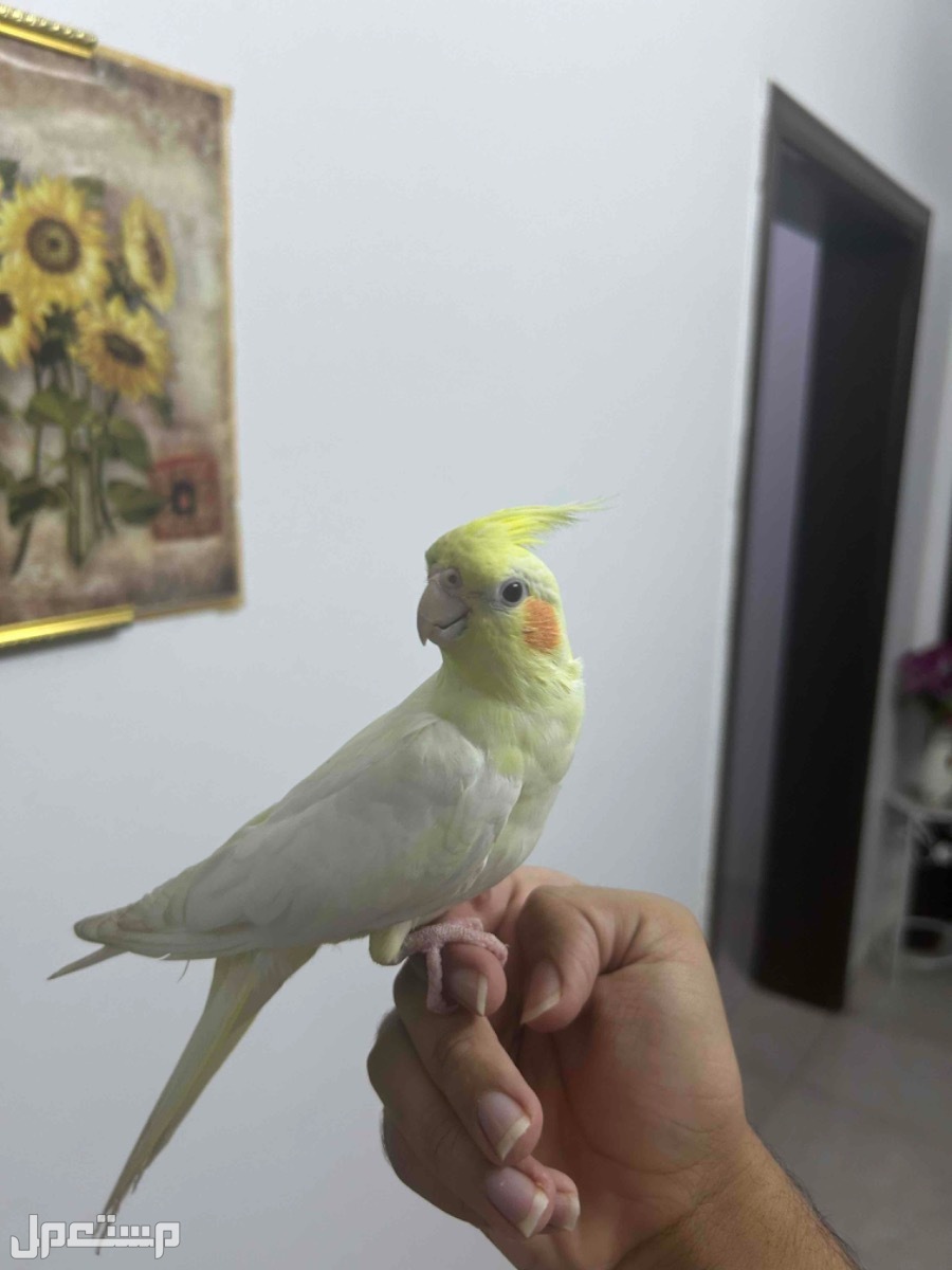 كروان لاتينو