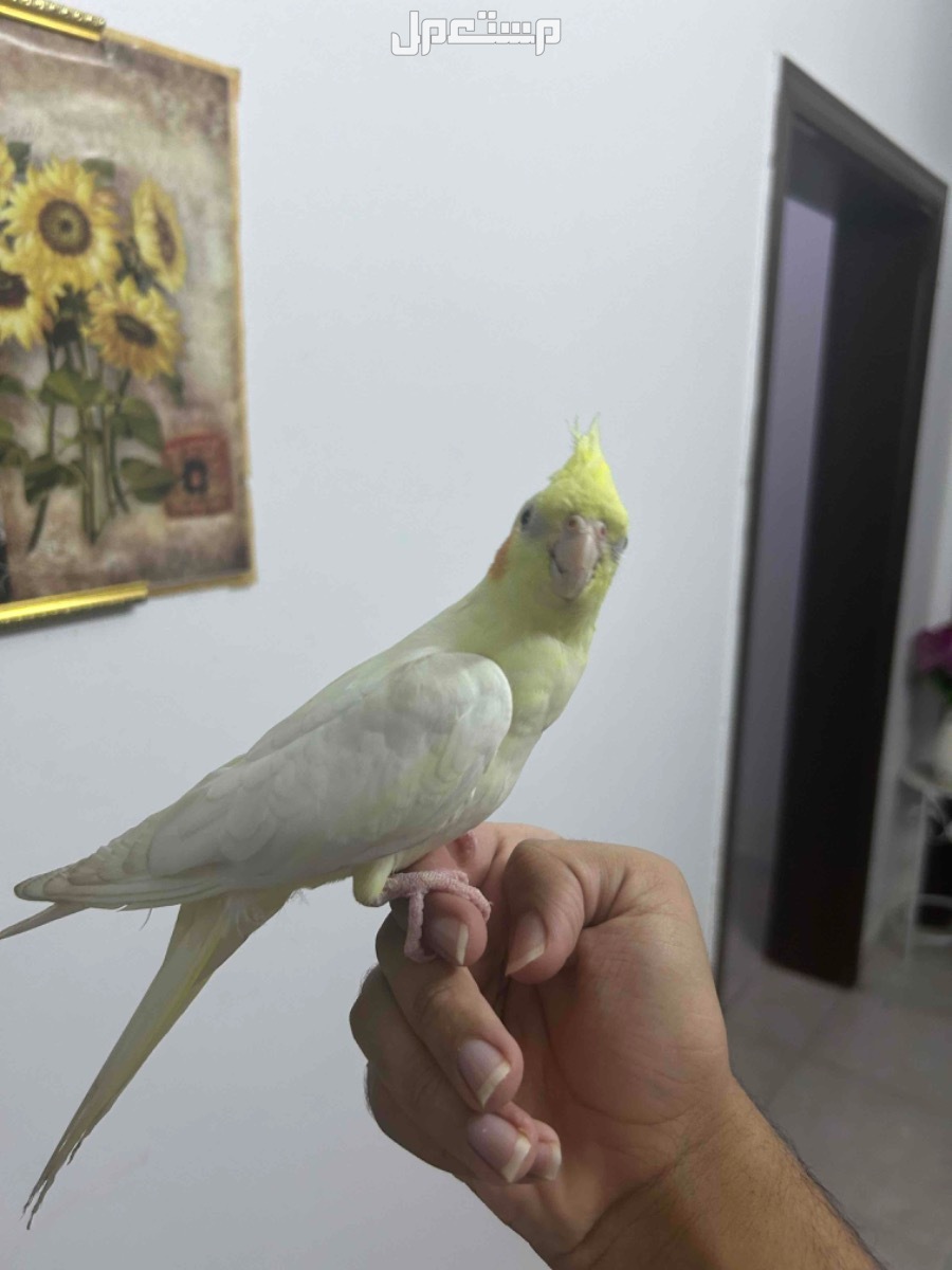 كروان لاتينو