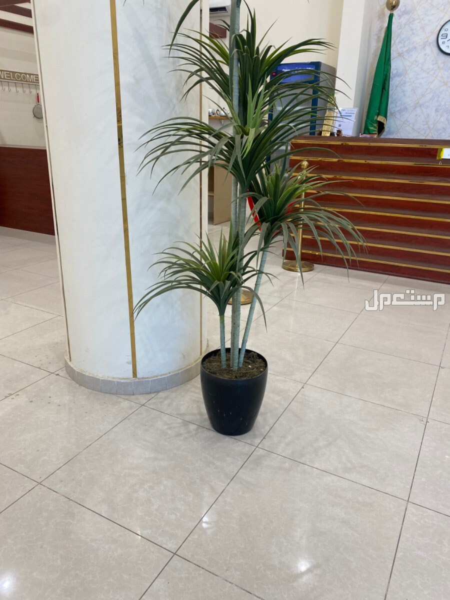الطائف - العرفاء  بسعر 60 ألف ريال سعودي