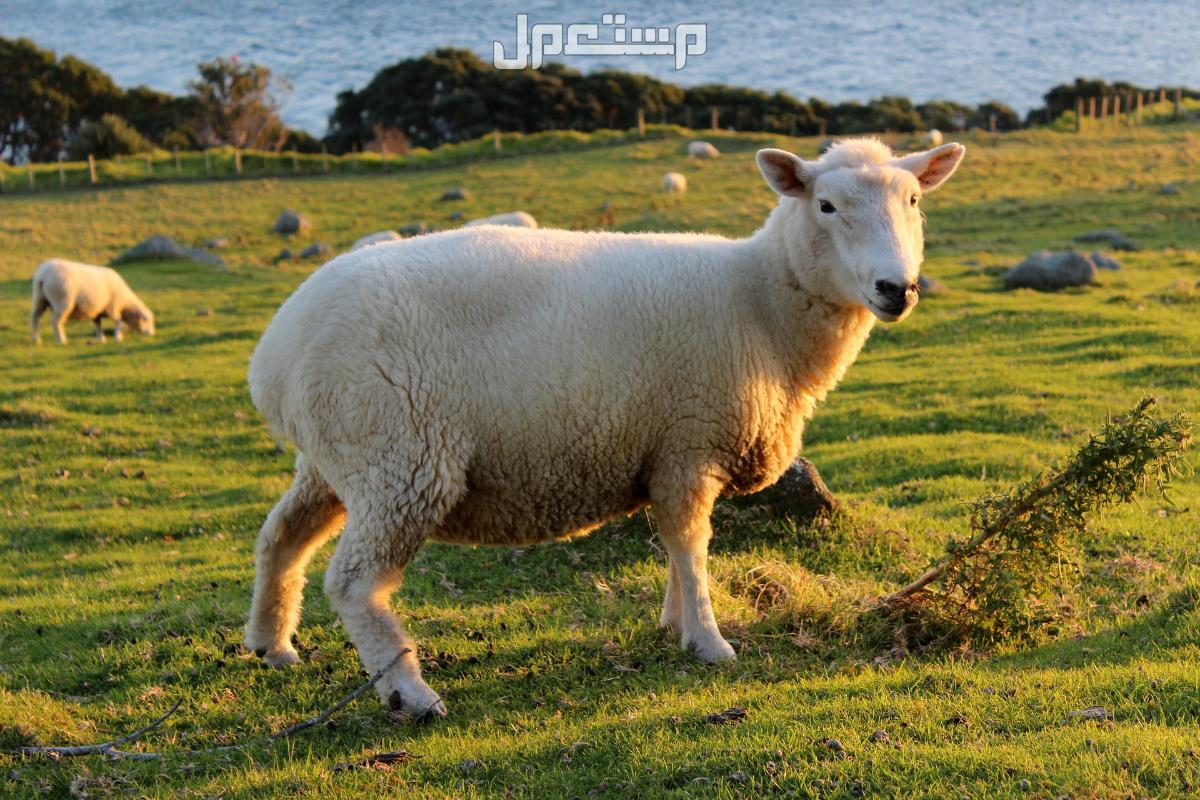 تفسير حلم الخروف في البيت وأهم دلالاته تفسير حلم الخروف في البيت لابن سيرين
