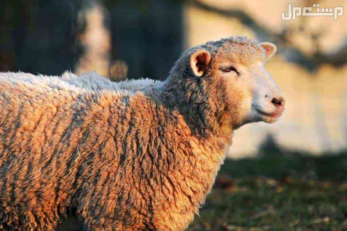 تفسير حلم الخروف في البيت وأهم دلالاته تفسير حلم الخروف في المنزل