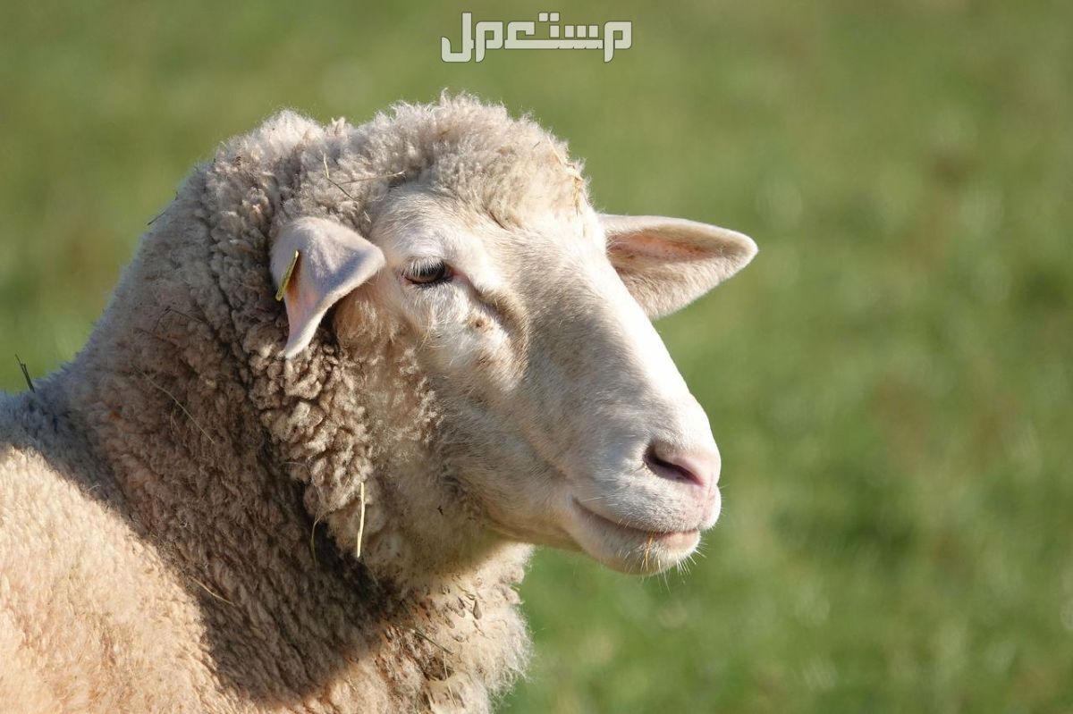 تفسير حلم الخروف في البيت وأهم دلالاته تفسير حلم الخروف للعزباء