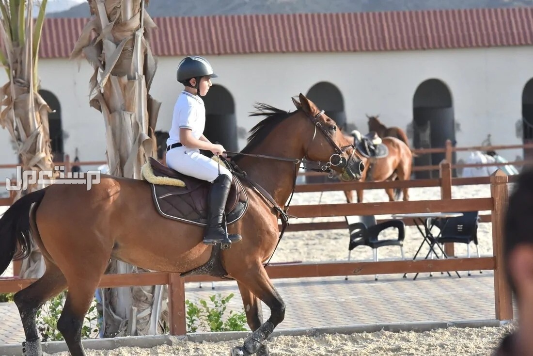 افضل 10 اماكن ركوب الخيل في السعودية لتجربة رائعة افضل اماكن ركوب الخيل
