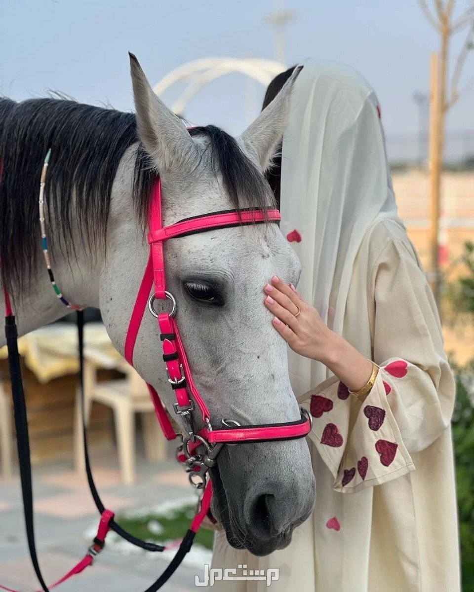 افضل 10 اماكن ركوب الخيل في السعودية لتجربة رائعة اماكن ركوب الخيل في السعودية
