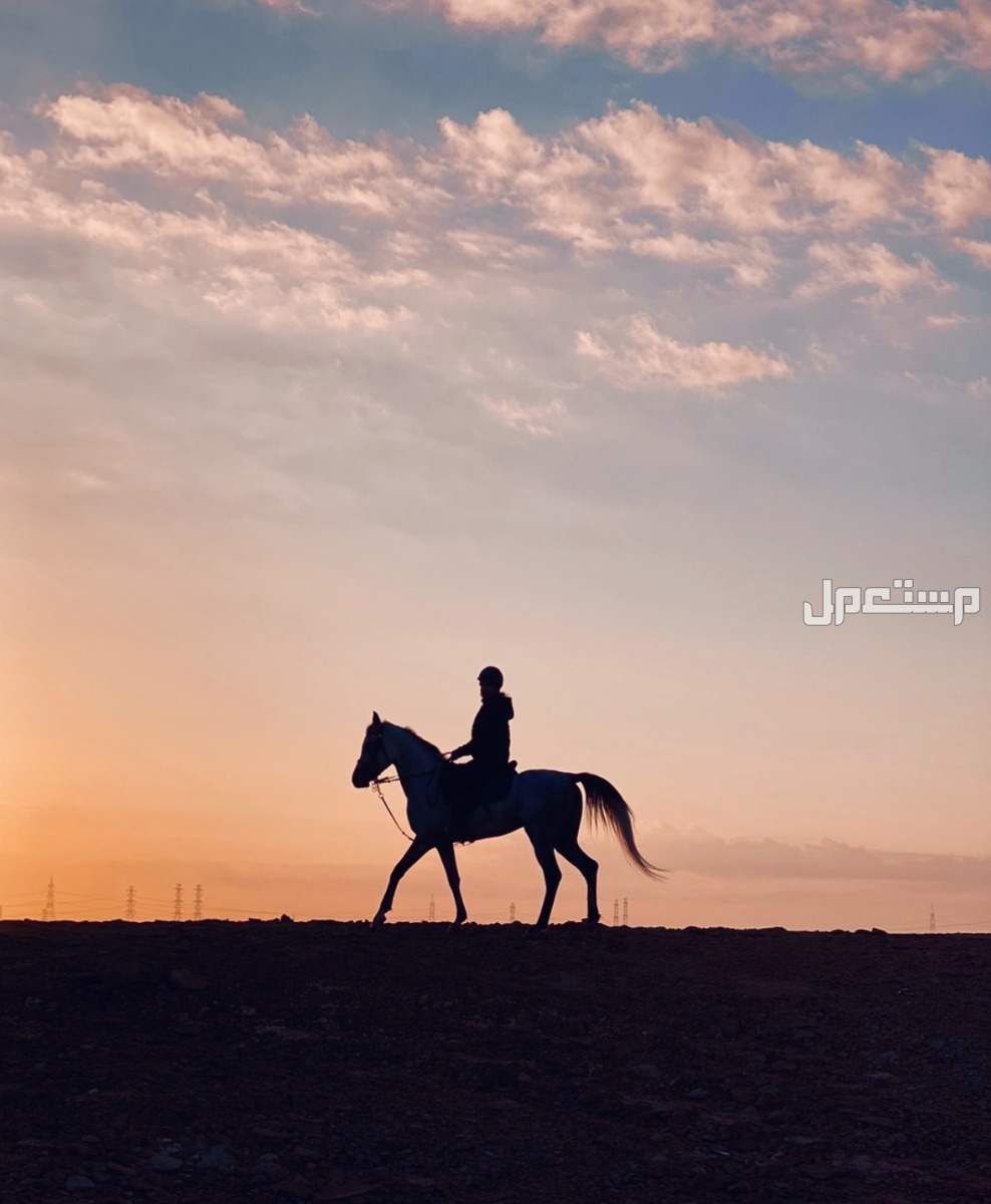 افضل 10 اماكن ركوب الخيل في السعودية لتجربة رائعة افضل 10 اماكن ركوب الخيل في السعودية لتجربة رائعة