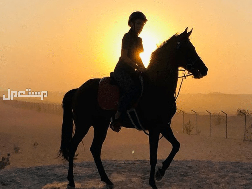 افضل 10 اماكن ركوب الخيل في السعودية لتجربة رائعة أجمل اماكن ركوب الخيل