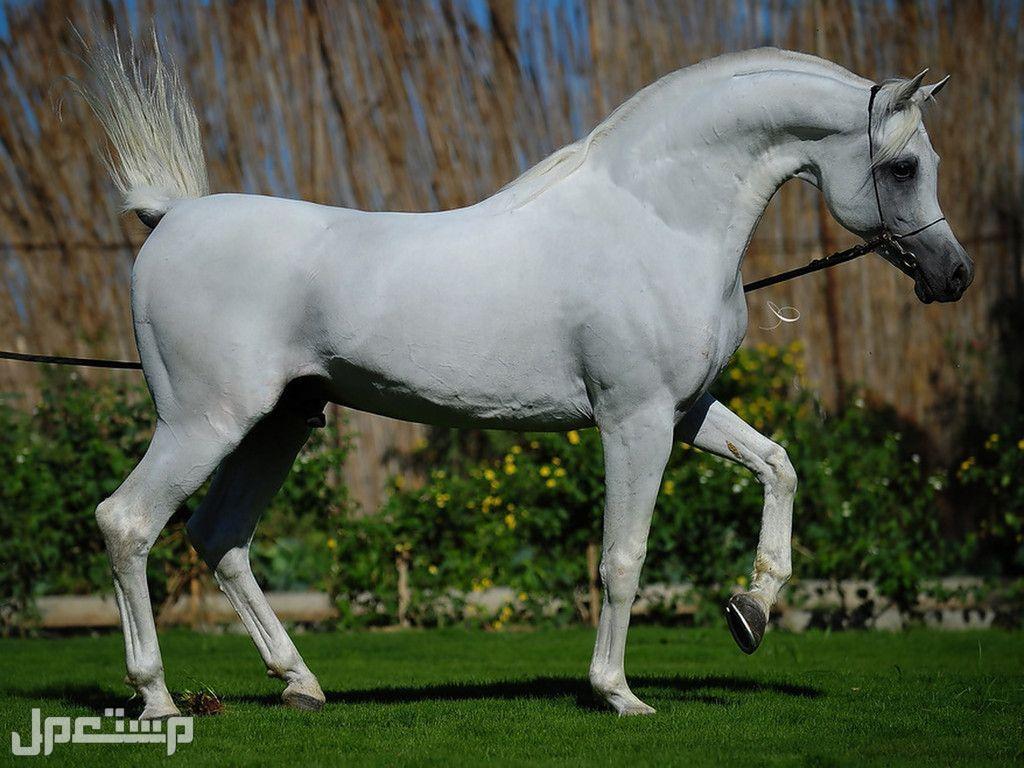 افضل 10 اماكن ركوب الخيل في السعودية لتجربة رائعة أسعار ركوب الخيل