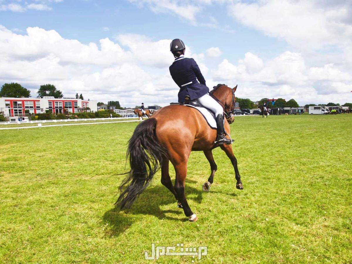 افضل 10 اماكن ركوب الخيل في السعودية لتجربة رائعة اماكن ركوب الخيل