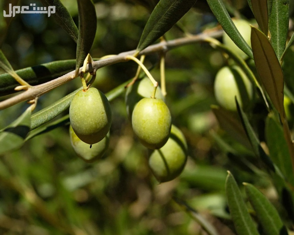 تفسير حلم الزيتون في المنام تفسير شجرة الزيتون في المنام