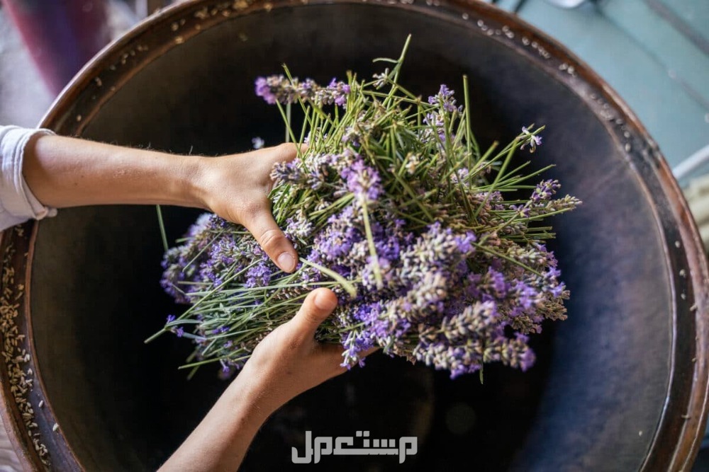 افضل اعشاب تساعد على النوم افضل اعشاب للنوم