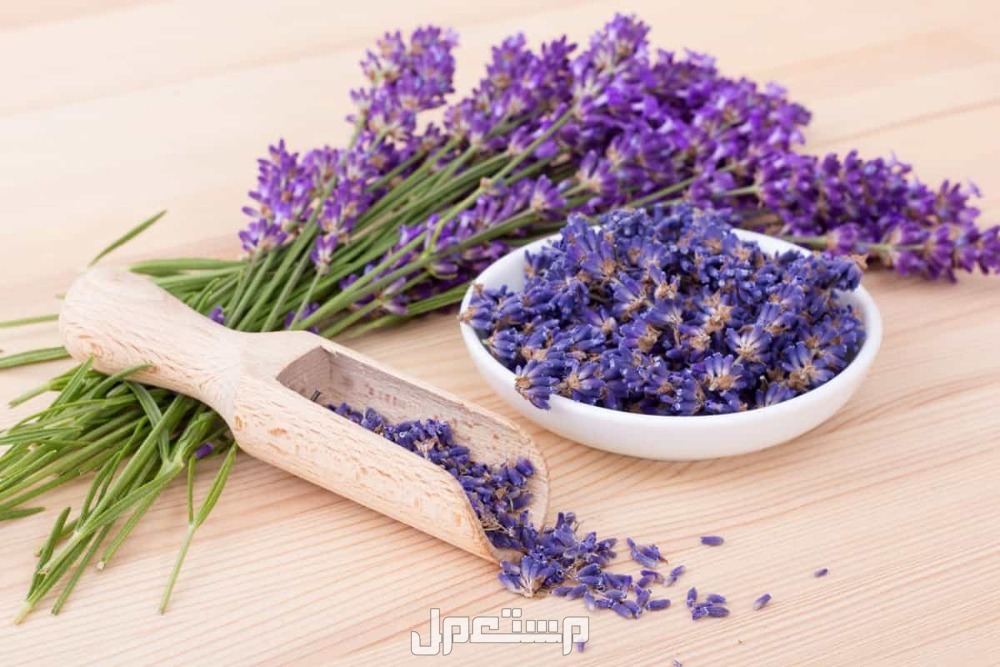 افضل اعشاب تساعد على النوم اللافندر