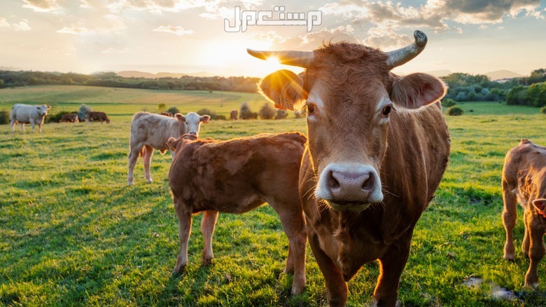 تفسير حلم البقر الكثير في المنام وعلاقته بالرزق الوفير أبقار بنية يقفون في مزرعة خضراء