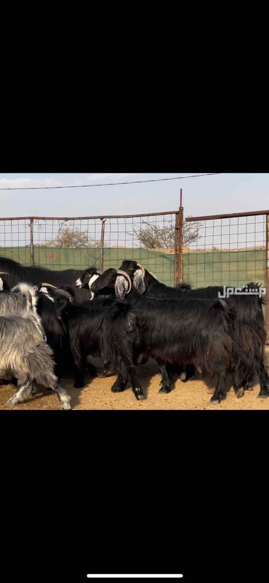 معزا عوارض مراح واحد