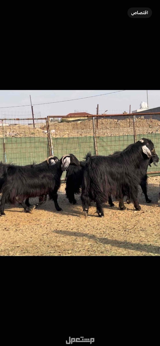 معزا عوارض مراح واحد