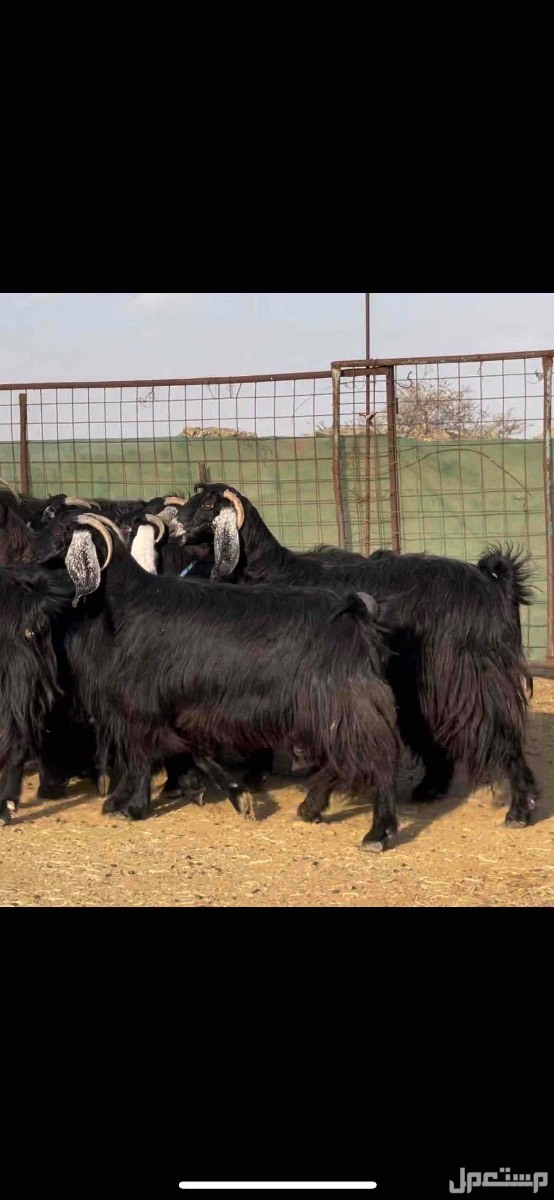 معزا عوارض مراح واحد