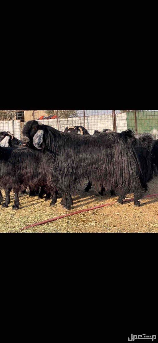 معزا عوارض مراح واحد