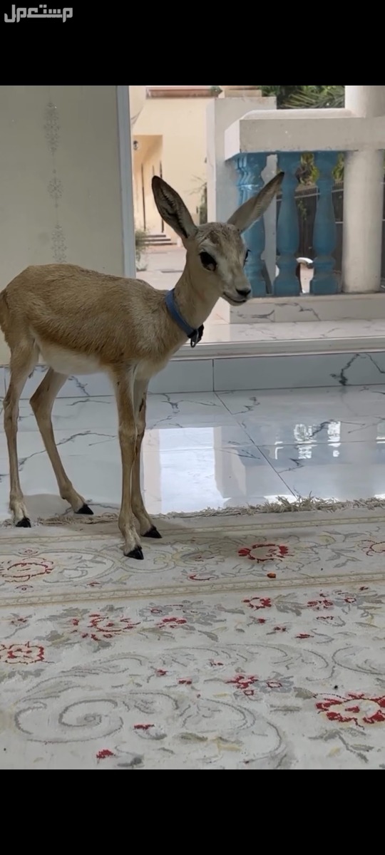 غزال الريم للبيع  العمر 3 اسابيع