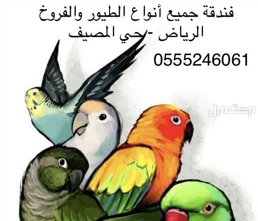 فندقة قطط وطيور وقت إجازتكم 6061 24 حي المصيف