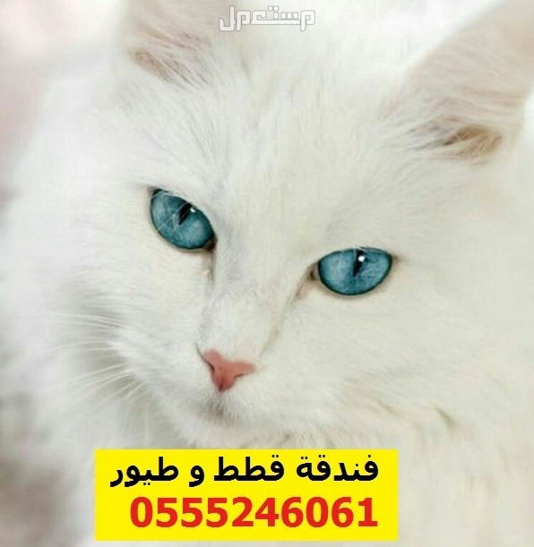 فندقة قطط وطيور وقت إجازتكم 6061 24 حي المصيف