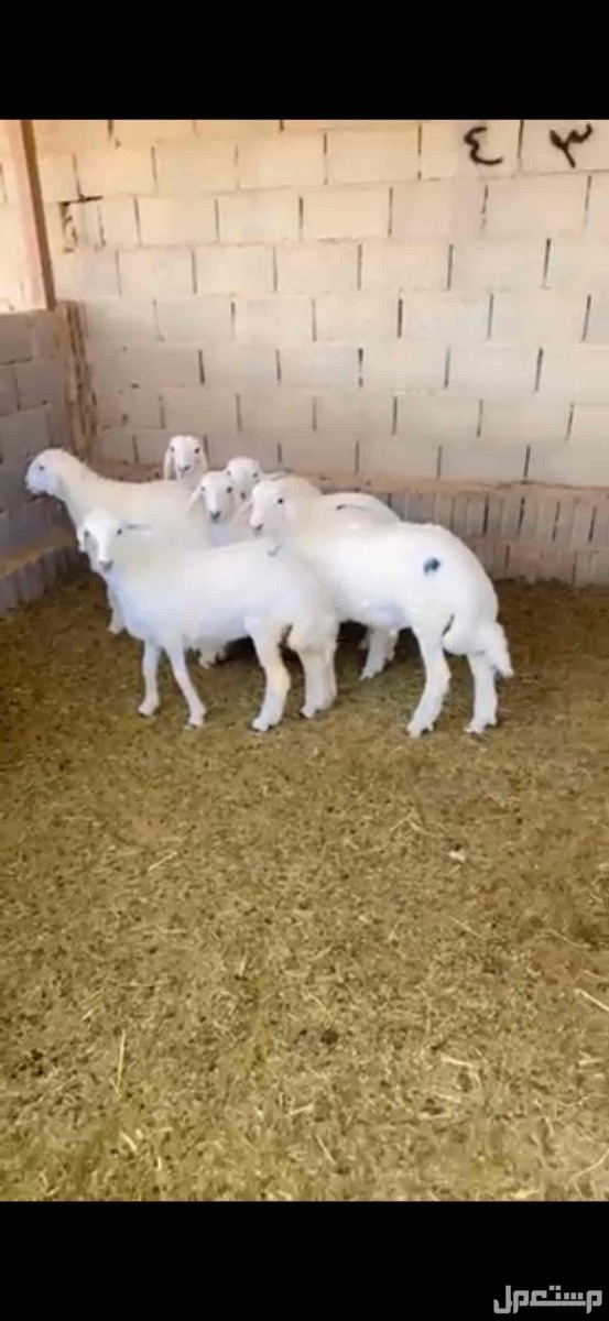 ذبايح حري نعيمي تبوس