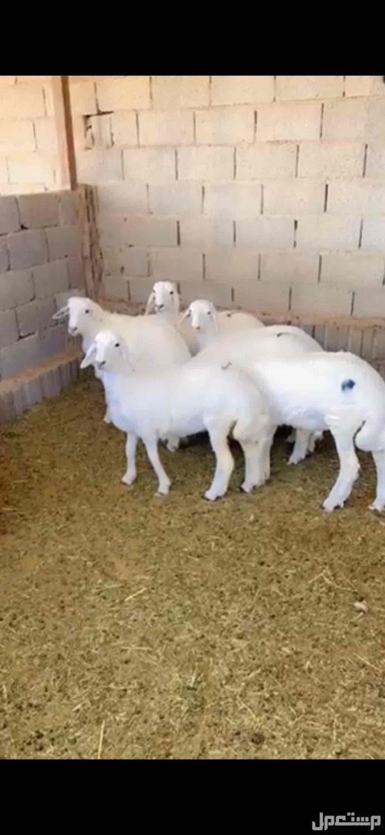 ذبايح حري نعيمي تبوس